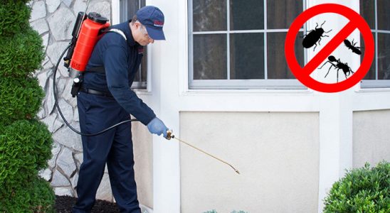 Kalabak Kemirgen İlaçlama böcek ilaçlama ve haşere kontrolü — ilaclama-tr.com